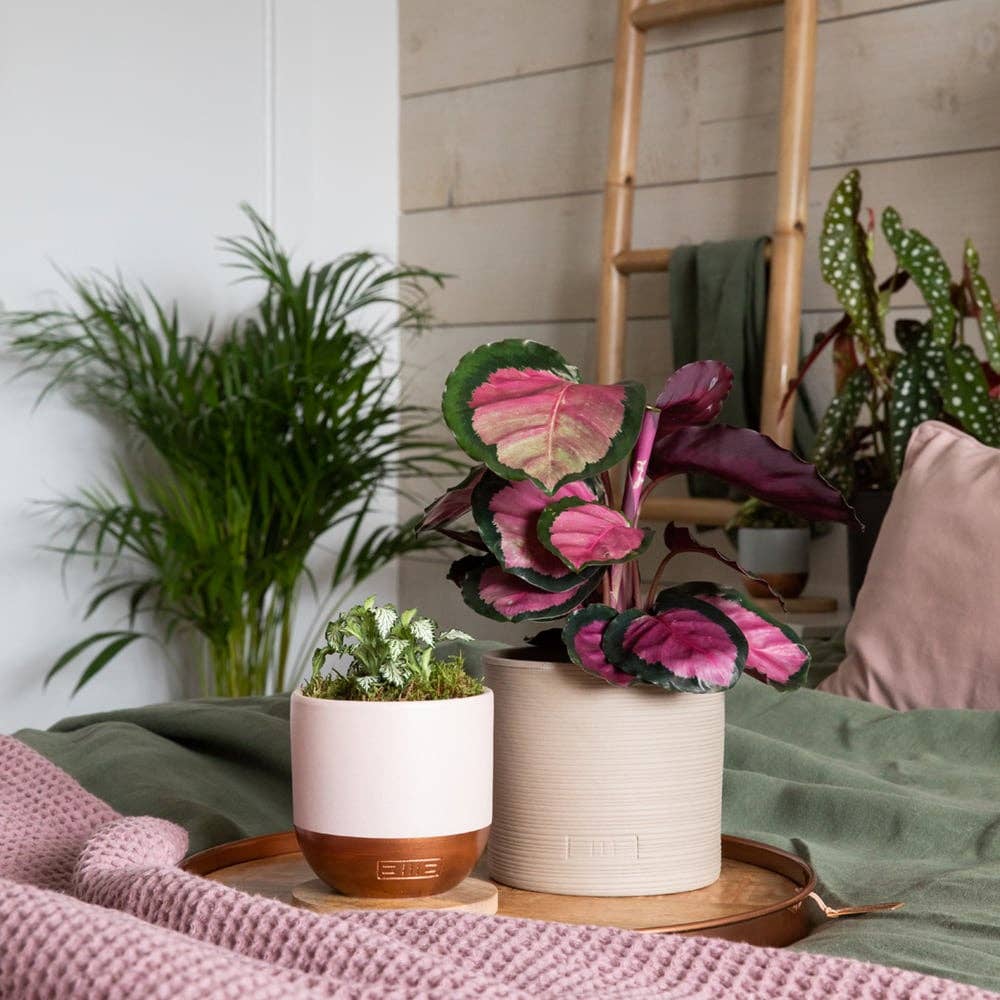 Fittonia I Pink And Copper