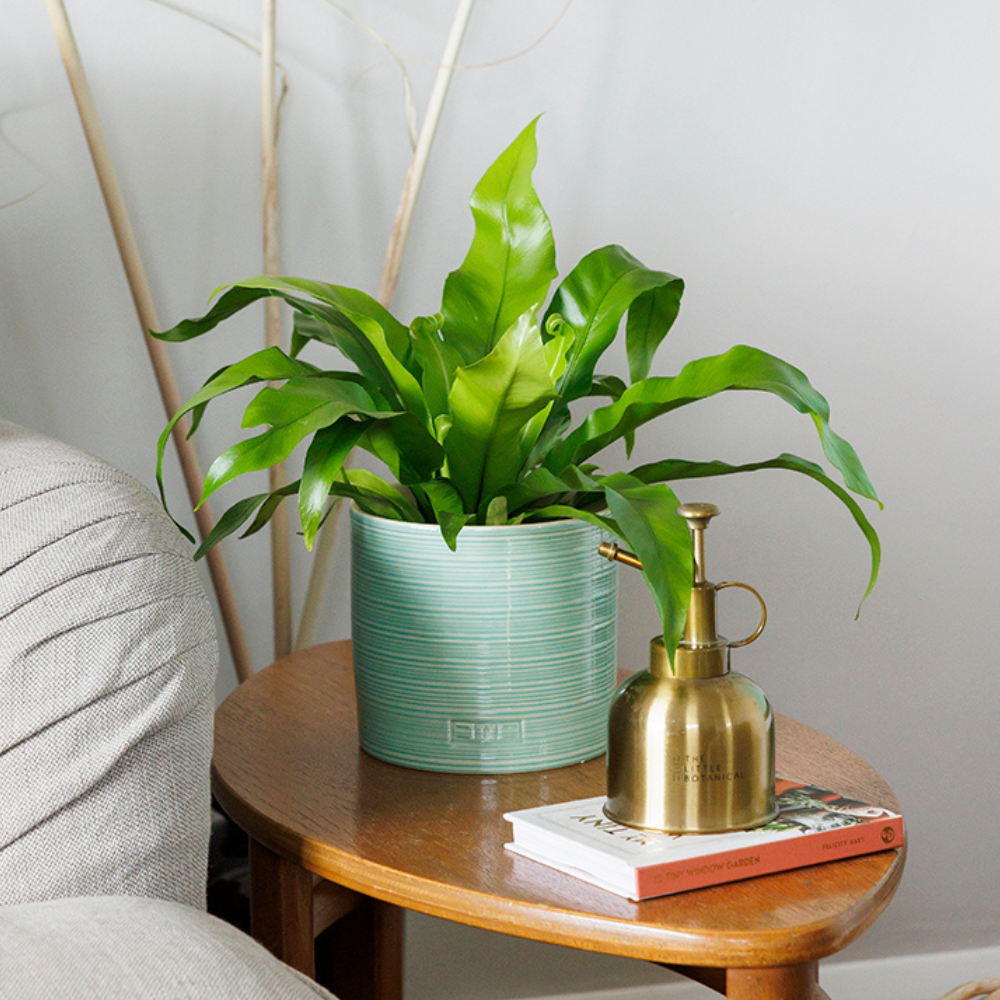Asparagus Fern Medium I Green Ceramic