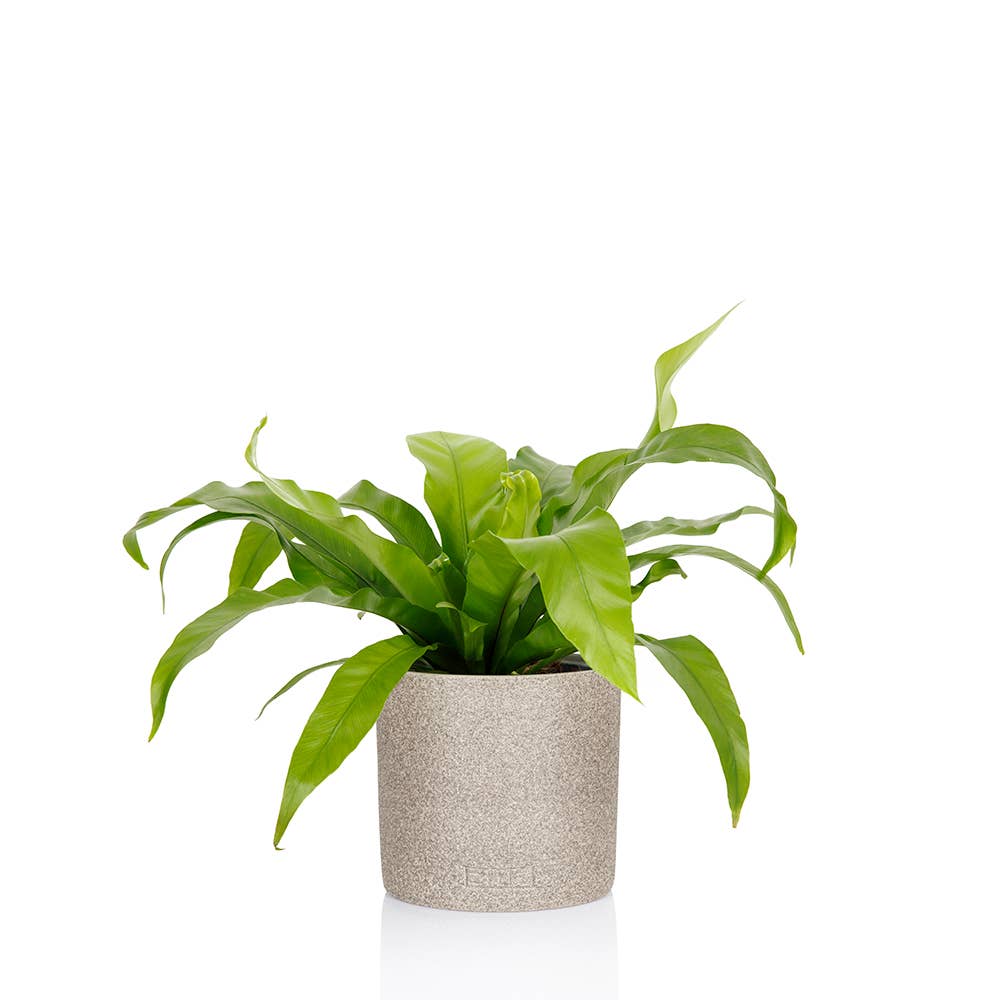 Asparagus Fern Medium I Green Ceramic