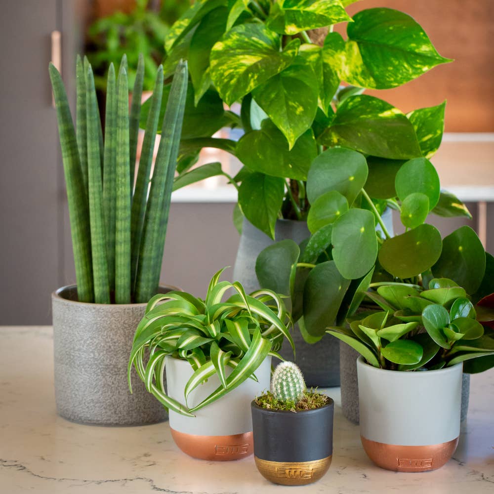 Sansevieria Cylindric I Grey Textured Pot