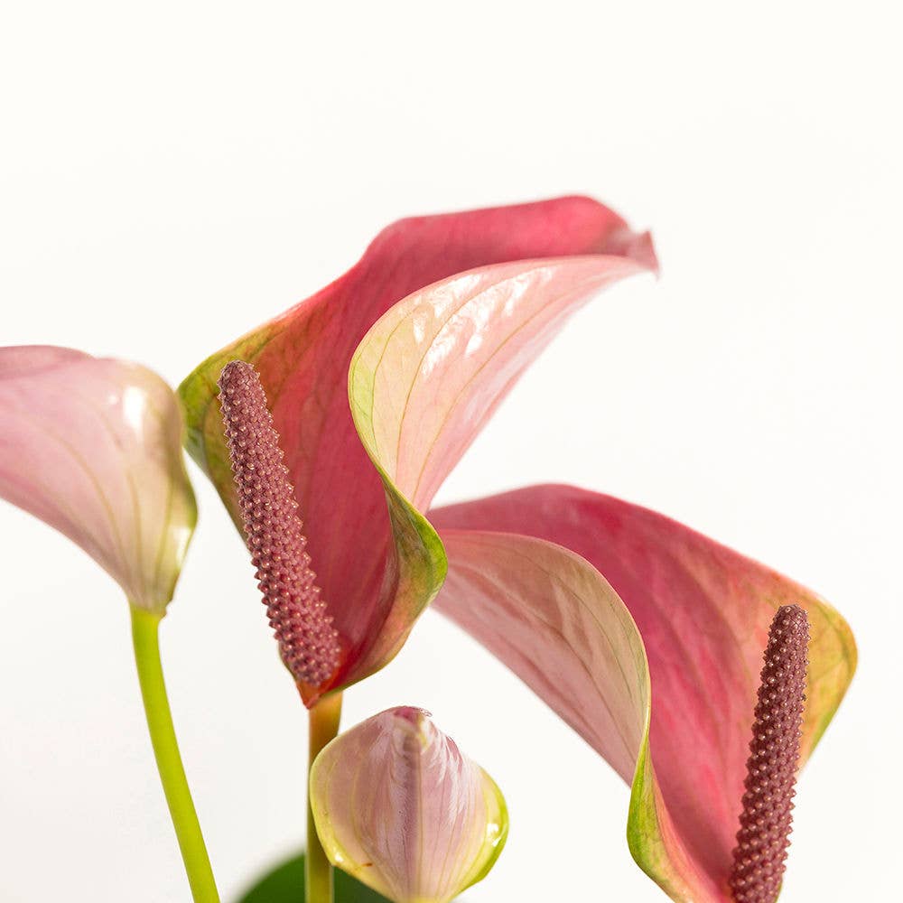 Big Anthurium I Almond Stoneware Planter