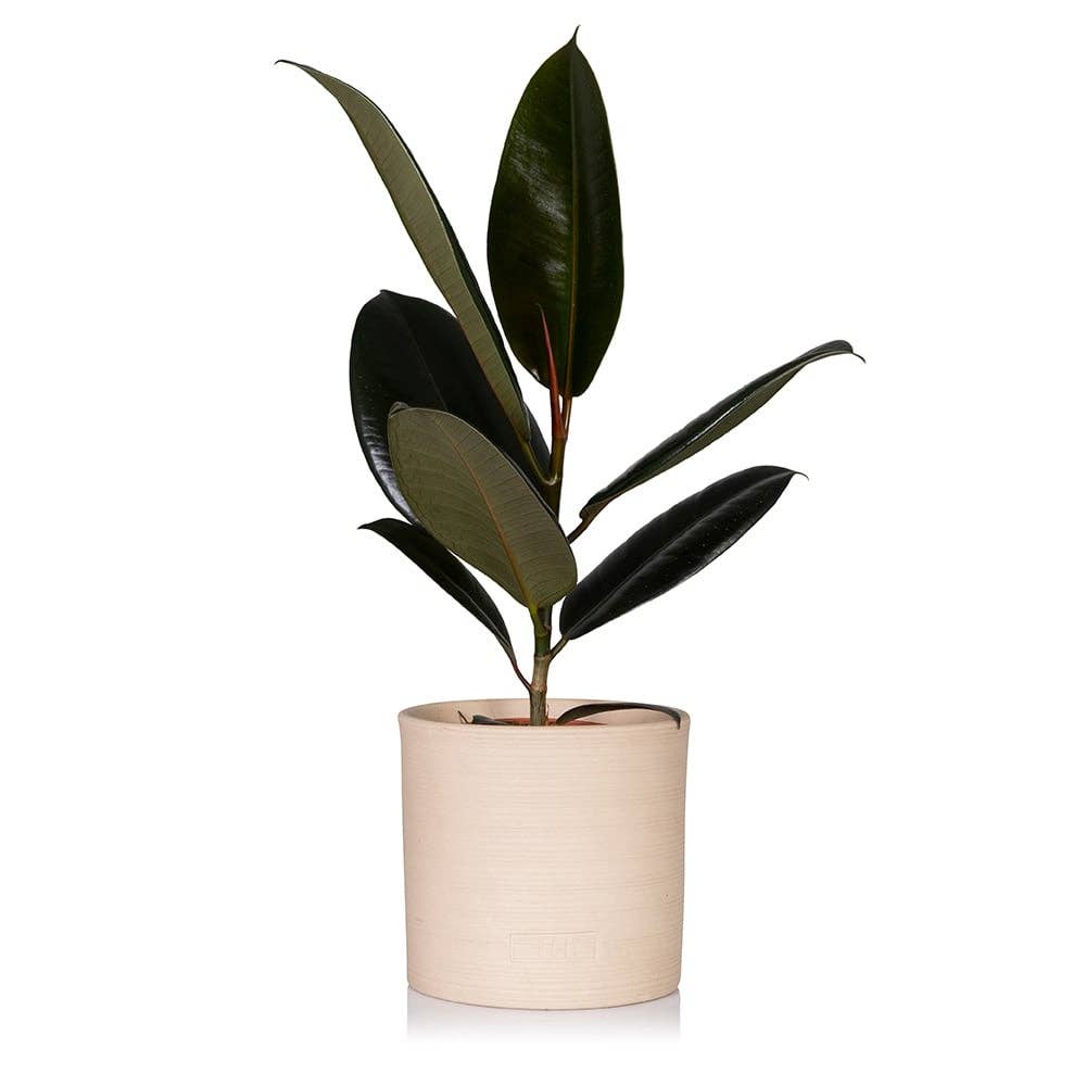 Ficus Elastica Almond Stoneware