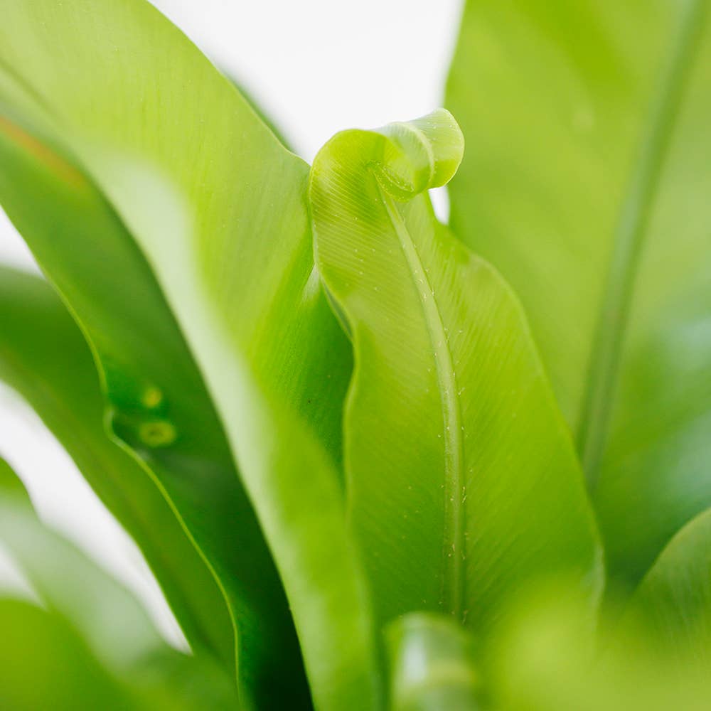 Asparagus Fern Medium I Green Ceramic