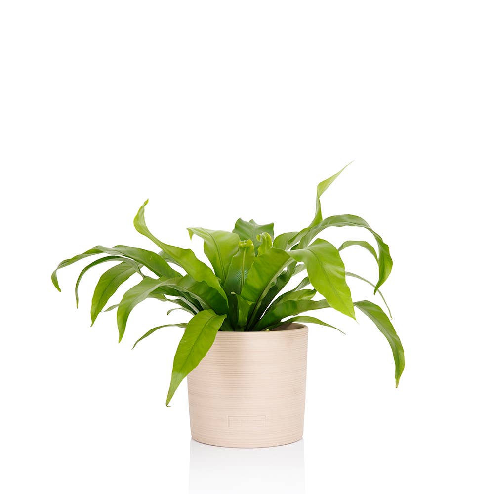 Asparagus Fern Medium I Green Ceramic