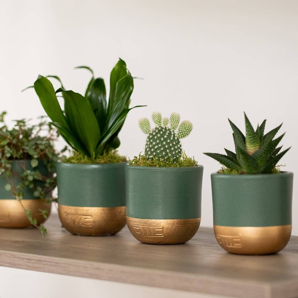 Mini Indoor Metallic Dipped Pot I Green + Gold