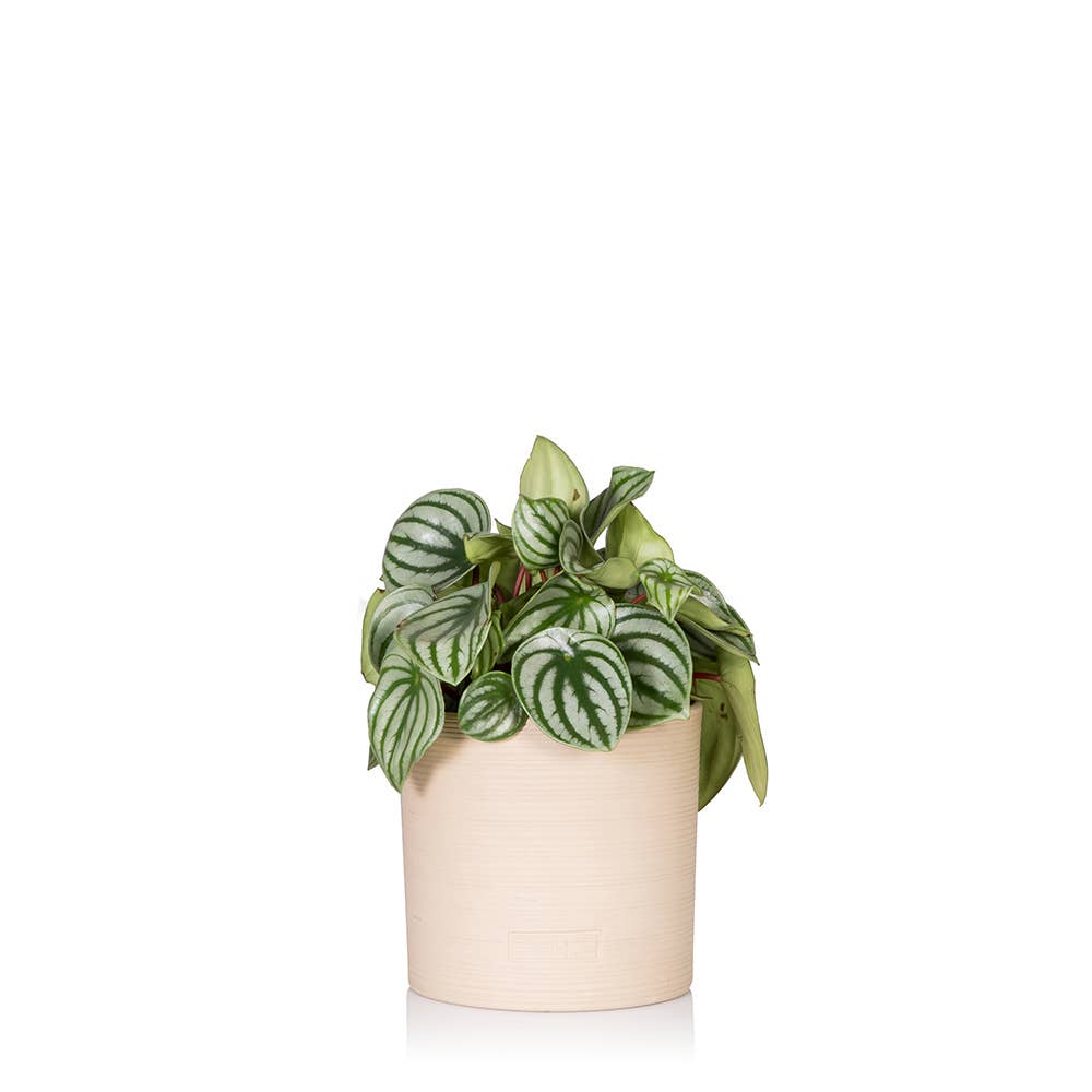 Peperomia Watermelon Houseplant I Almond Stoneware