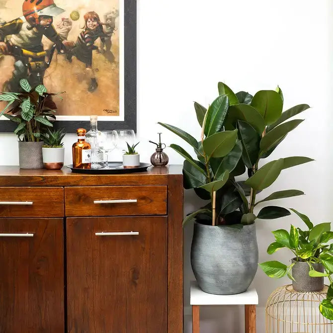 XL Ficus Elastica I Grey Pot