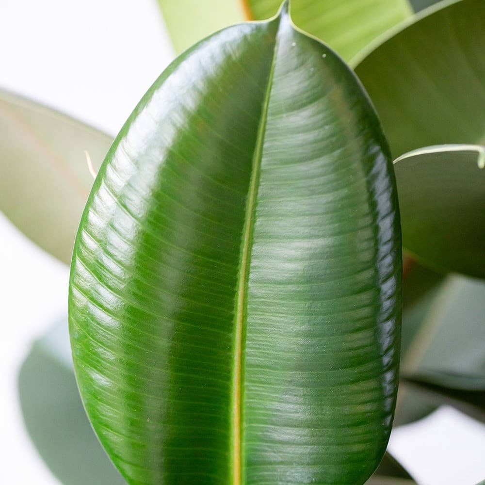 Ficus Elastica Almond Stoneware