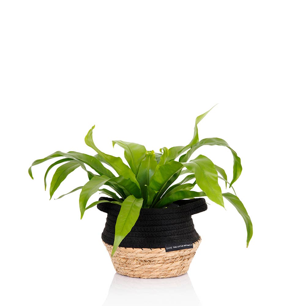 Asparagus Fern Medium I Green Ceramic