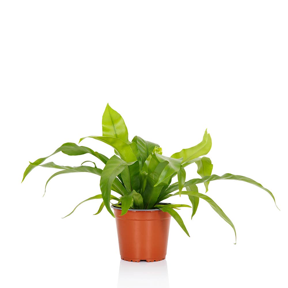 Asparagus Fern Medium I Green Ceramic