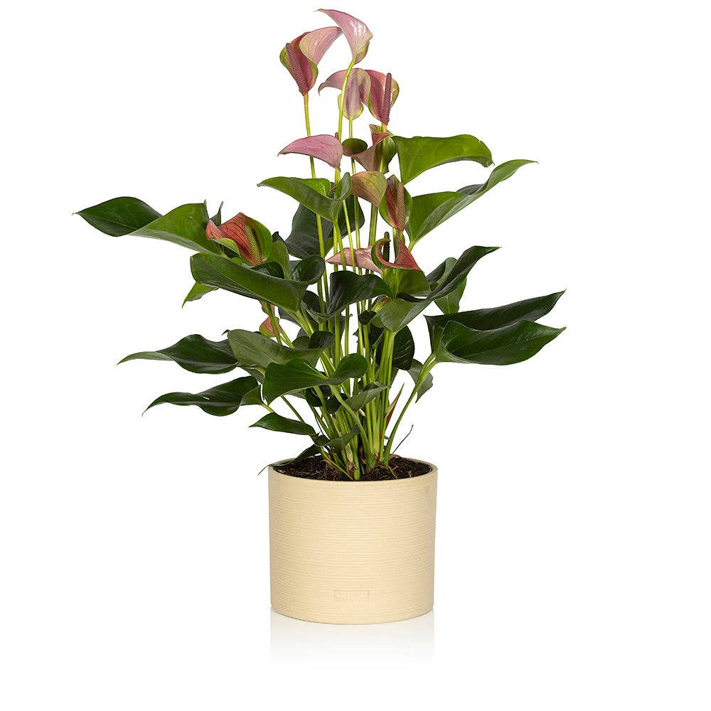 Big Anthurium I Almond Stoneware Planter
