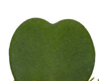 Hoya Kerrii : Mini I Pink Glazed