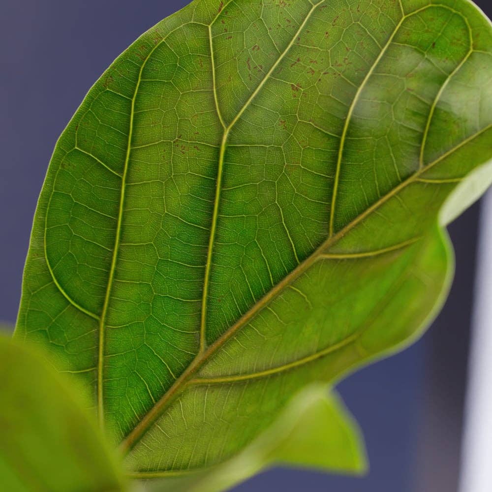 Fiddle Leaf Fig I Grey Textured Pot