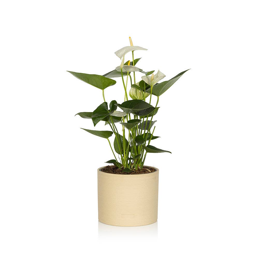 Big Anthurium I Almond Stoneware Planter