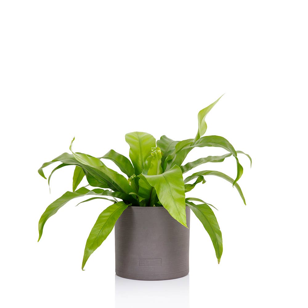 Asparagus Fern Medium I Green Ceramic