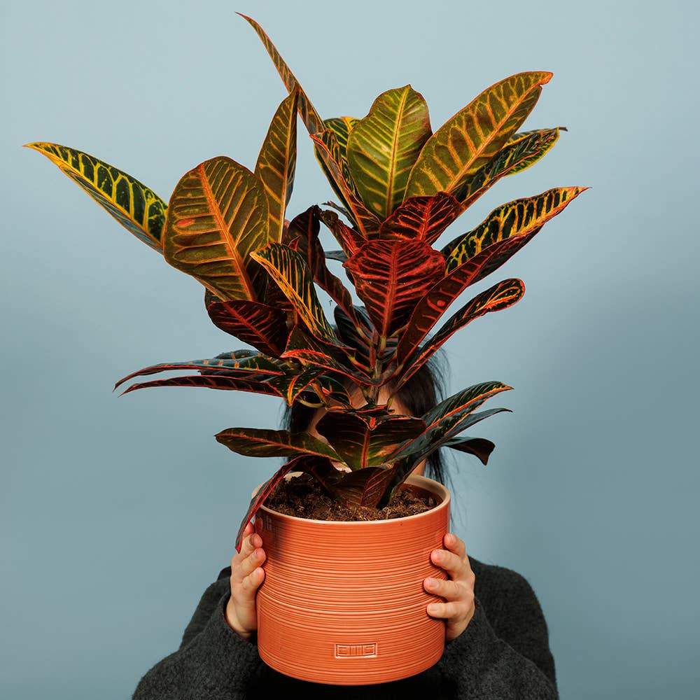 Burnt Orange Indoor Glazed Planter