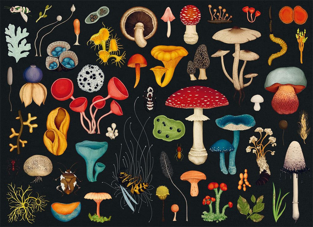 Fungarium 1000 Piece Jigsaw Puzle