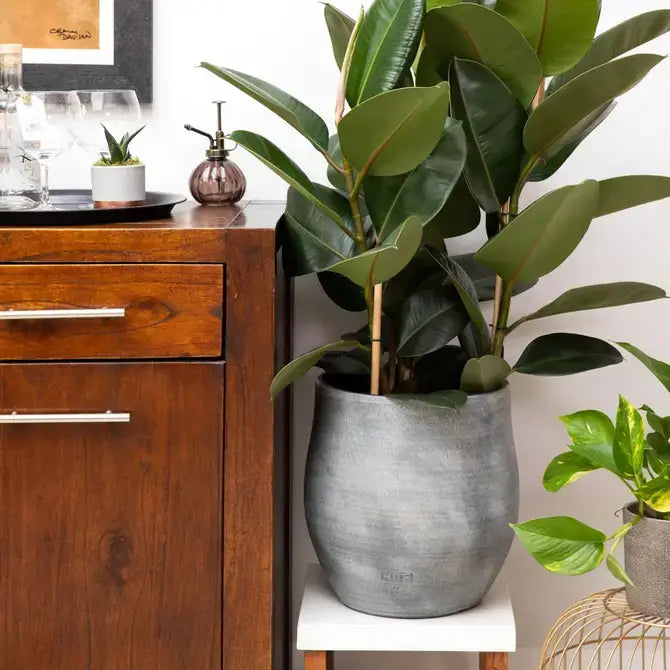 XL Ficus Elastica I Grey Pot