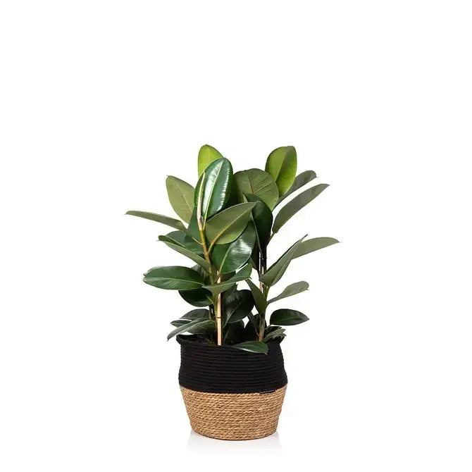 XL Ficus Elastica I Grey Pot