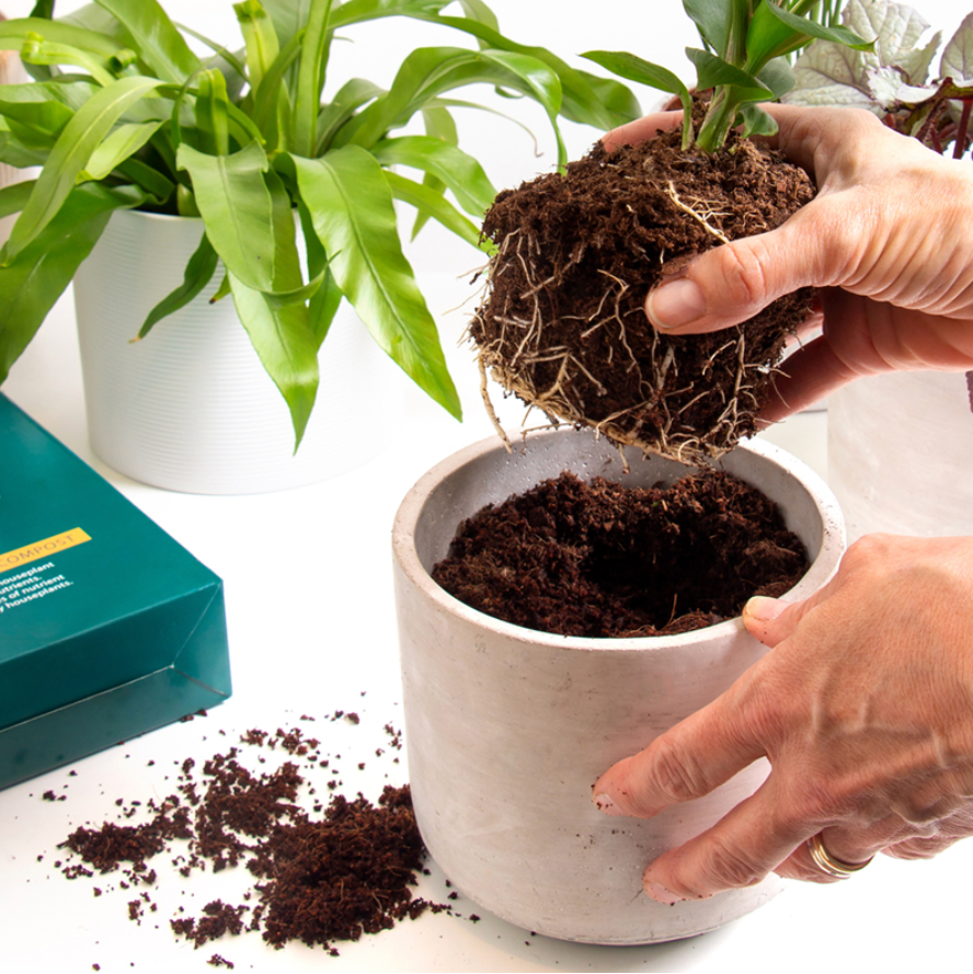 Peat Free Easy House Plant Compost