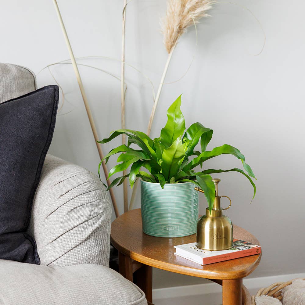 Asparagus Fern Medium I Green Ceramic