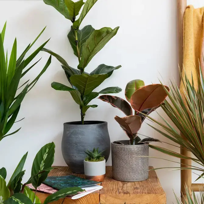 XL Ficus Elastica I Grey Pot