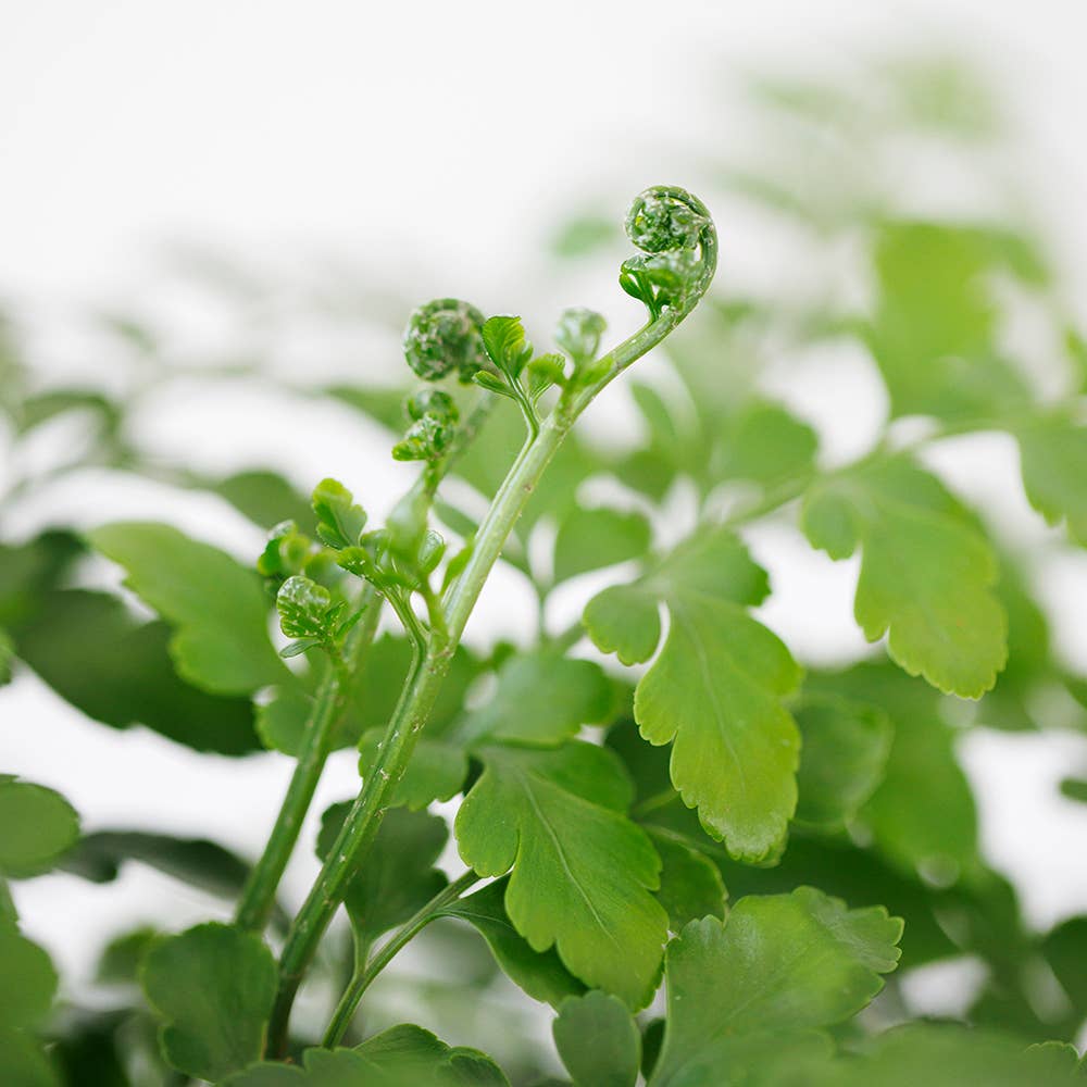 Asplenium Parvati Fern I Almond Stoneware
