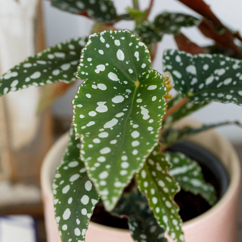 Begonia Maculata I Ceramic Planter