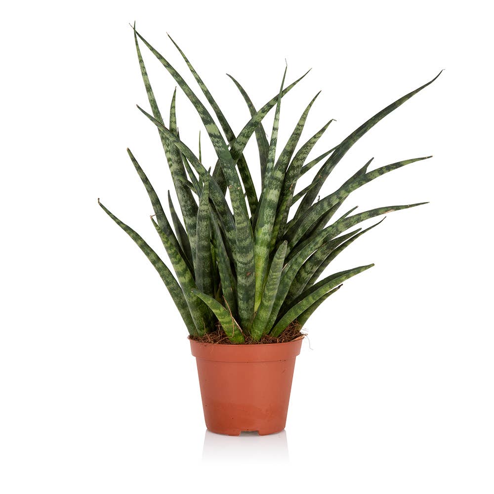 Sansevieria Fernwood Punk: Small I Blush