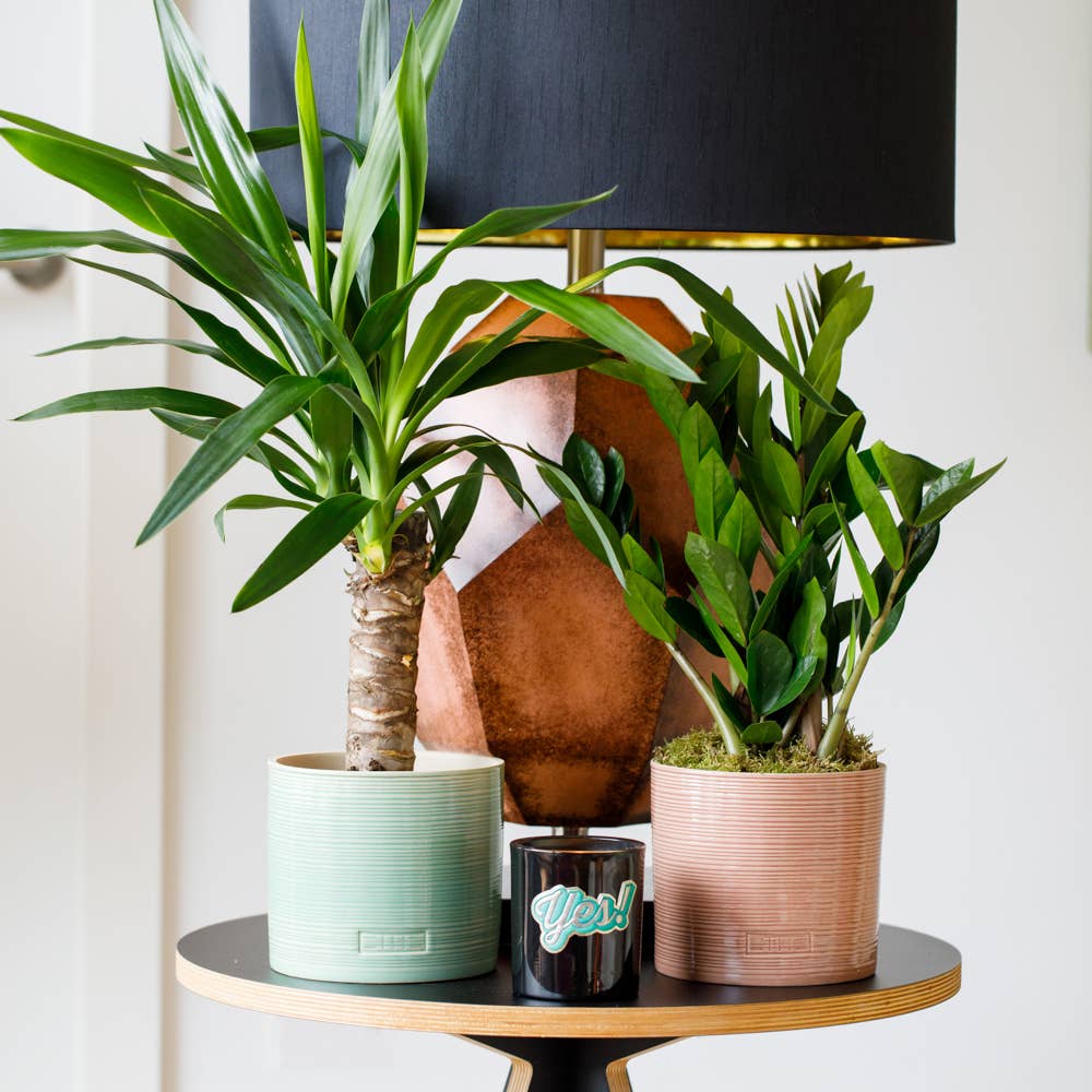 Indoor Summer Glazed Houseplant Planter I Blush