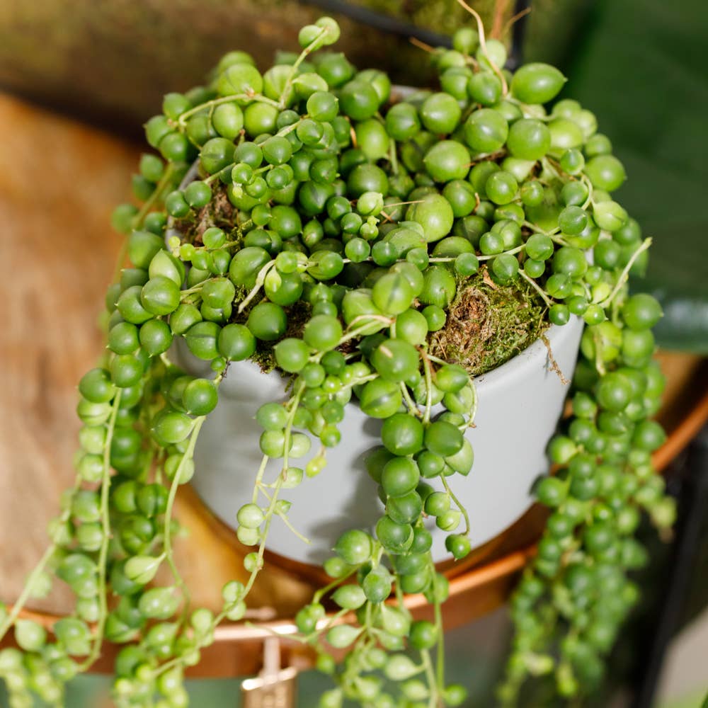 String of Pearls I Grey/Copper Pot
