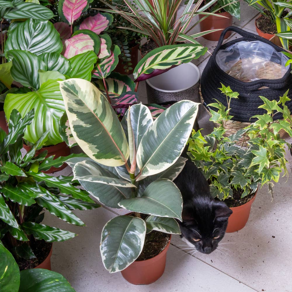 Ficus Elastica Almond Stoneware