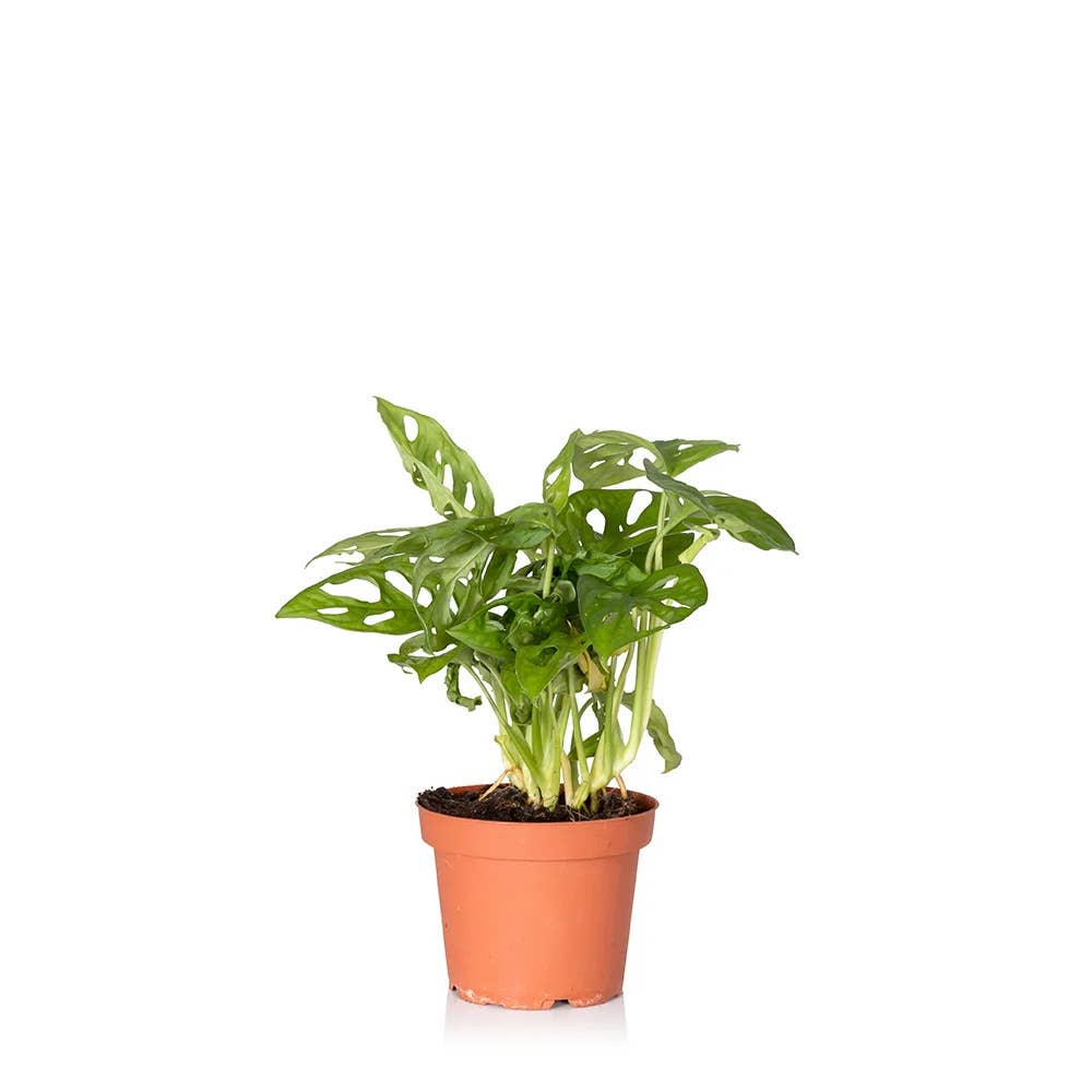 Monstera Monkey Leaf I Grey Stoneware