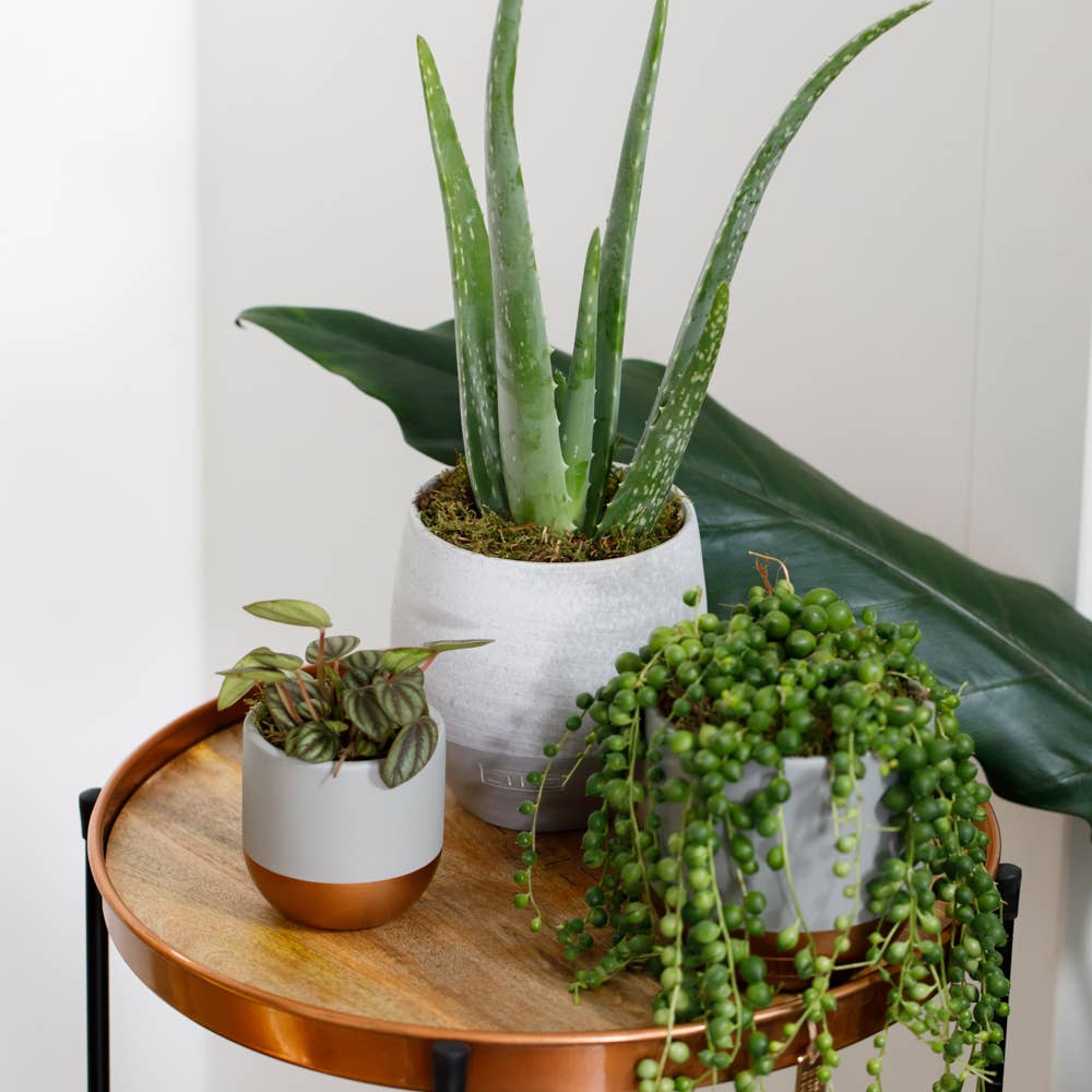 Peperomia Piccolo: Mini I Grey And Copper