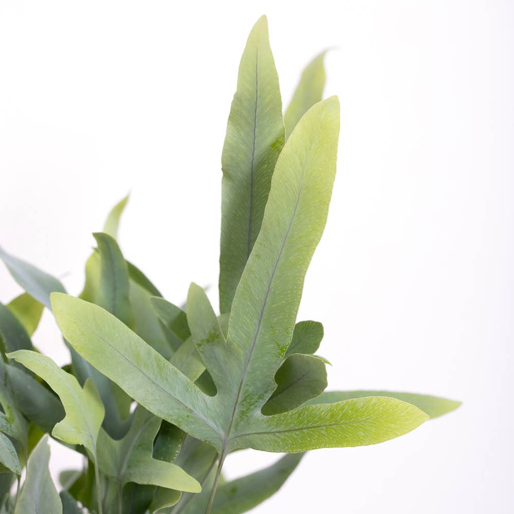 Blue Star Fern I Pink Pot