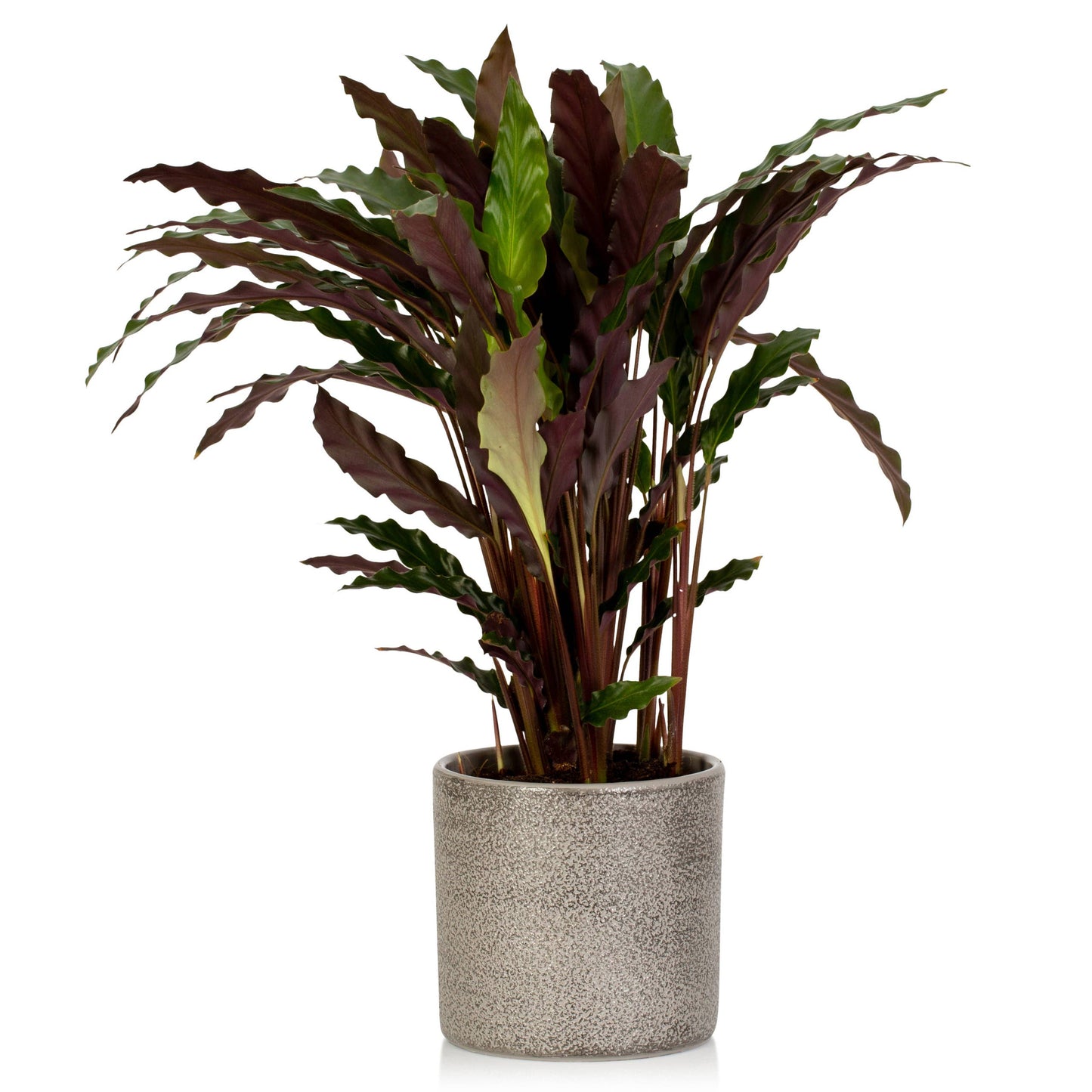 Calathea Elgergrass Medium I Charcoal Grey Stoneware