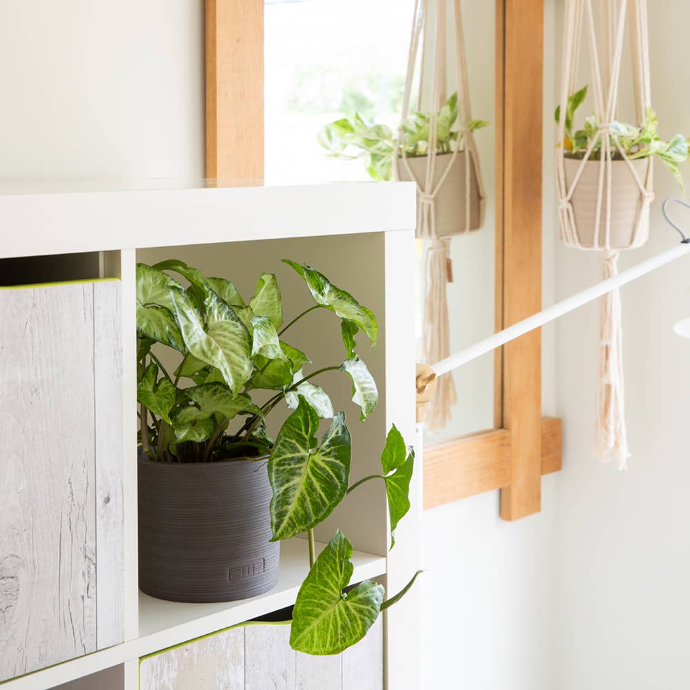 Syngonium I Almond Stoneware