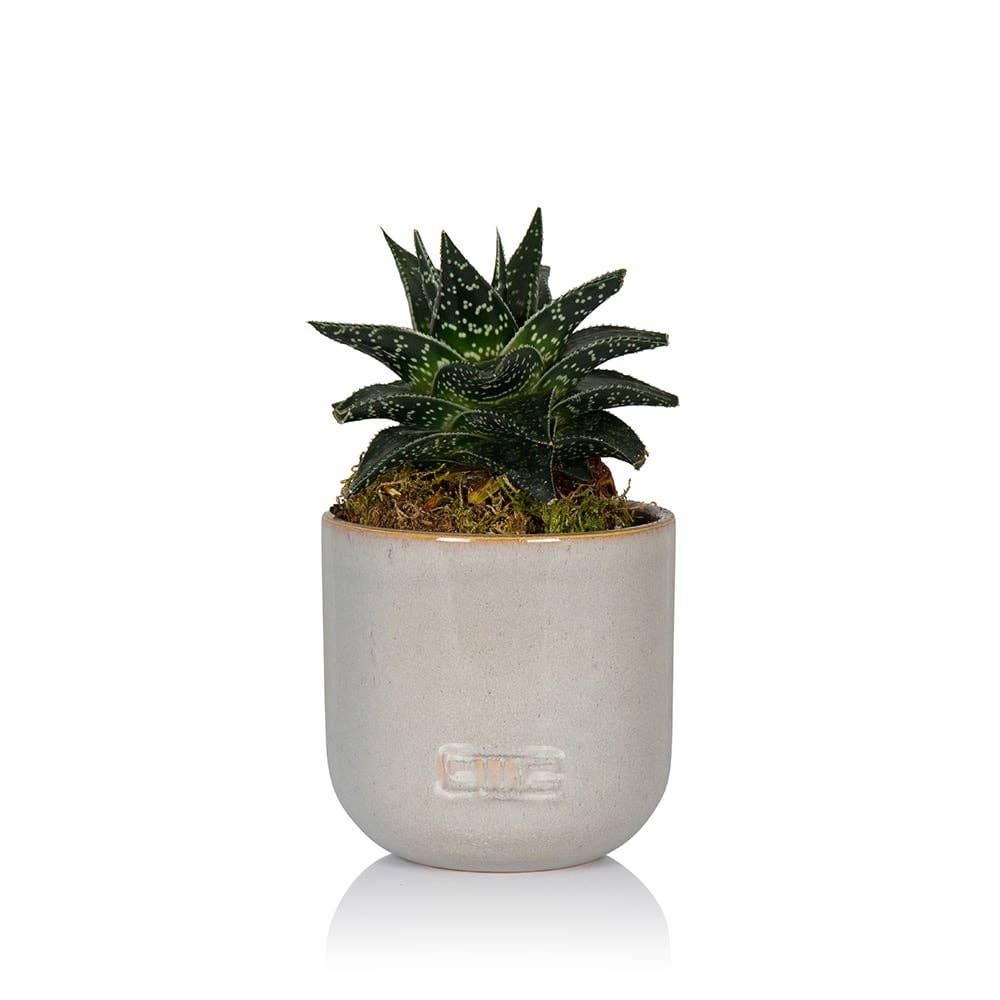 Aloe Succulent: Small I Grey Copper Pot