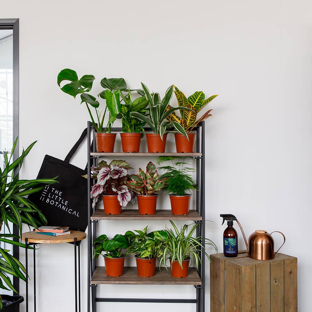 Jungle in a Box: 8× Live, Peat-Free British-Grown Houseplant