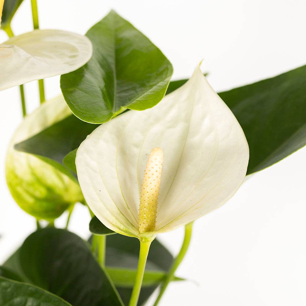 Big Anthurium I Almond Stoneware Planter