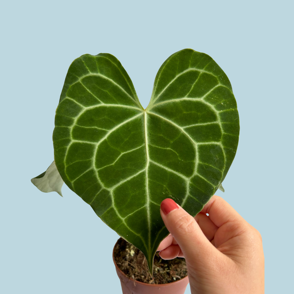 Anthurium Clarinervium I Green Summer Ceramic