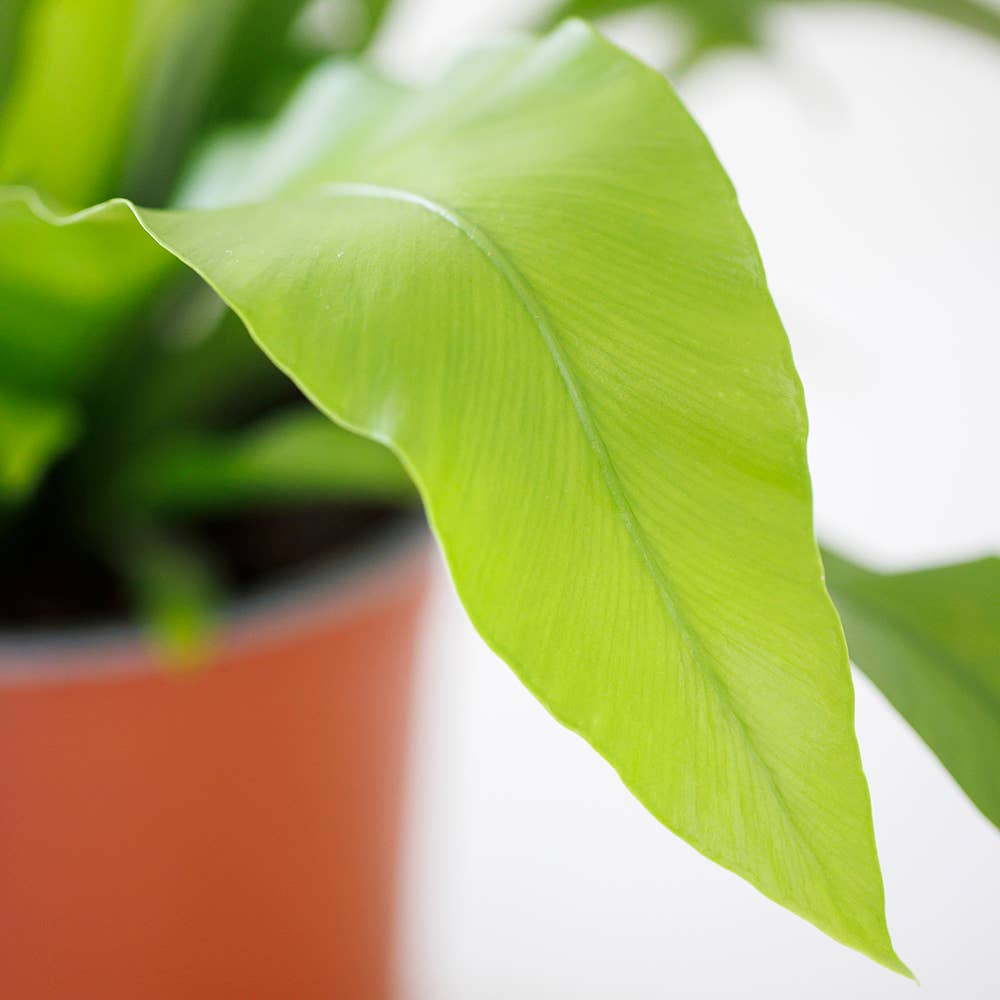 Asparagus Fern Medium I Green Ceramic