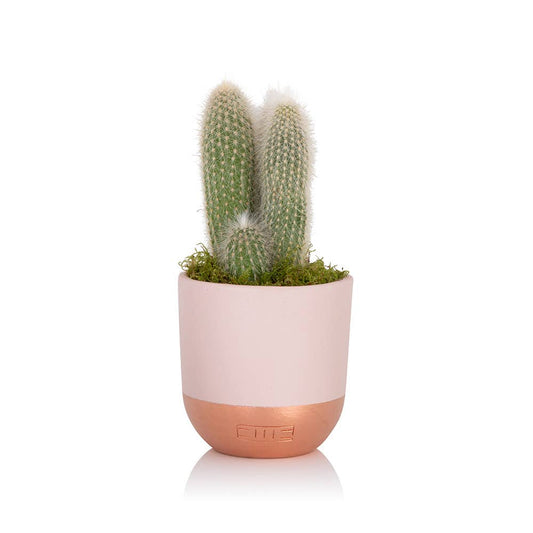 Cactus I Pink And Copper