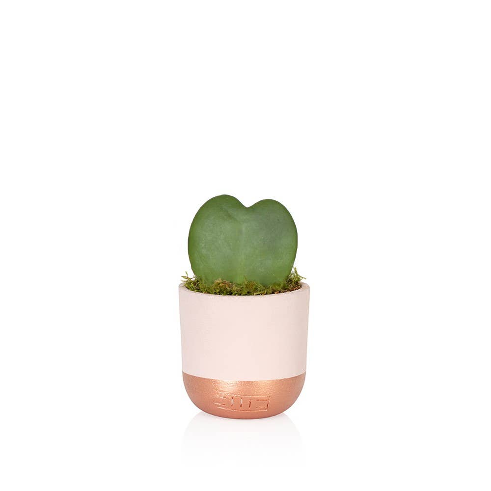 Hoya Kerrii: Mini  I Pink + Copper