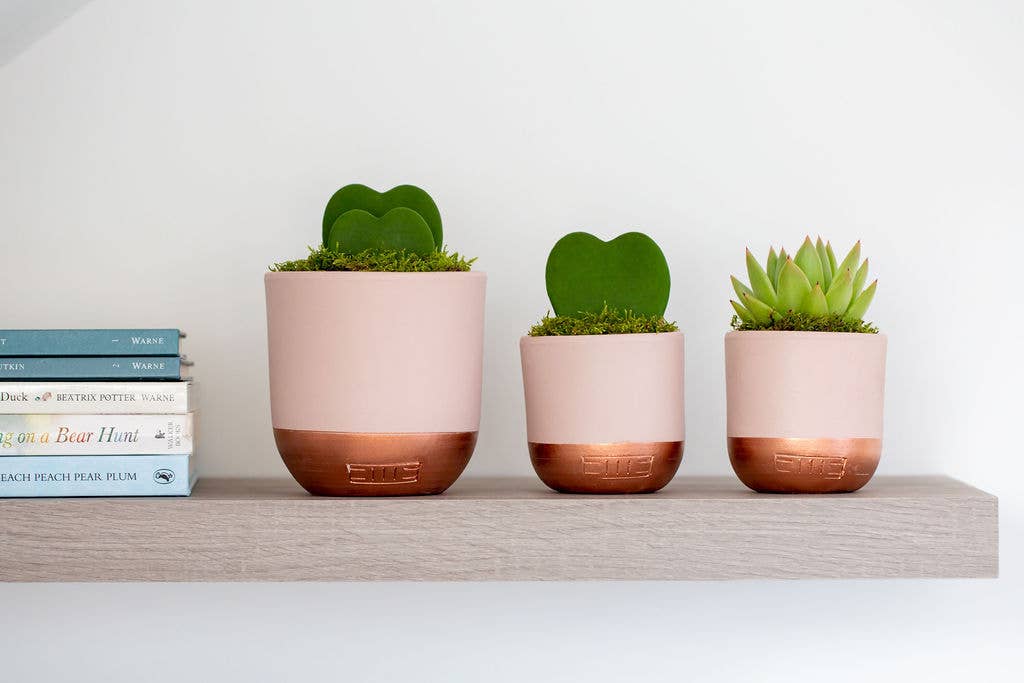 Hoya Kerrii: Mini  I Pink + Copper