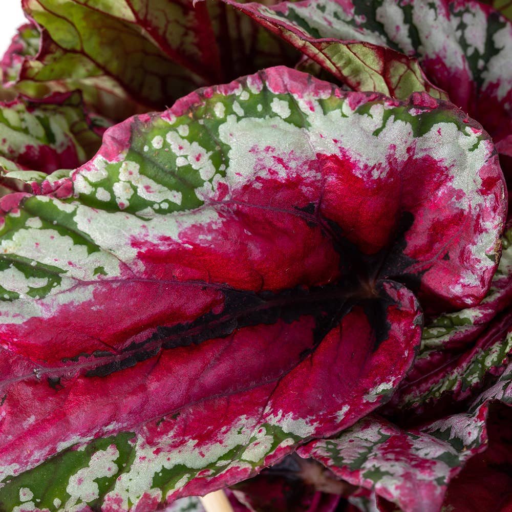 Begonia Beleaf I Almond Stoneware