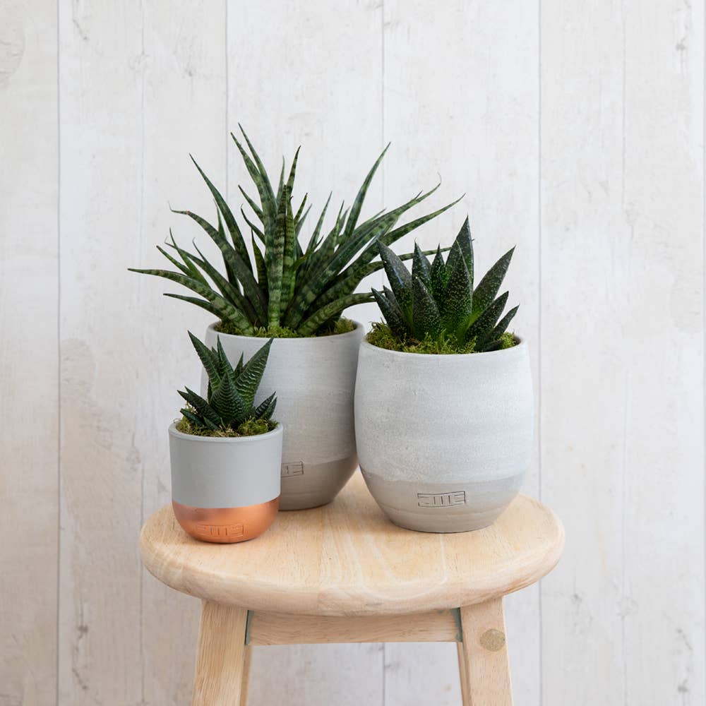 Sansevieria Fernwood Punk: Small I Grey Glazed