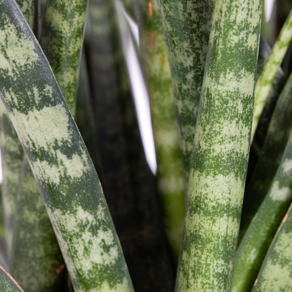 Sansevieria Fernwood Punk: Small I Grey Glazed