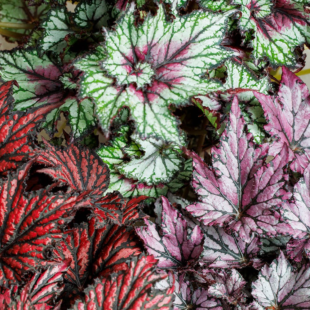 Begonia Beleaf I Almond Stoneware