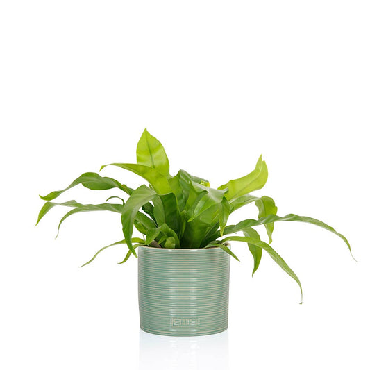 Asparagus Fern Medium I Green Ceramic